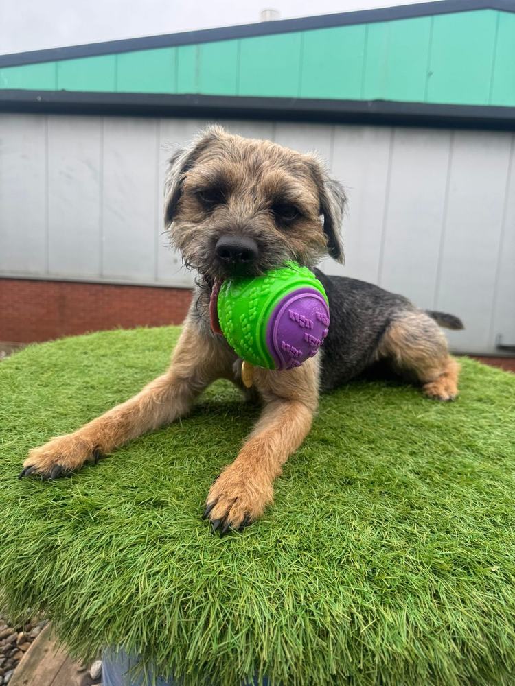 A terrier with a green ball on a grass mat at Mighty Mutt House
