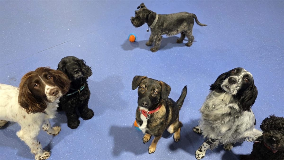 Four dogs playing together on the blue day care floor