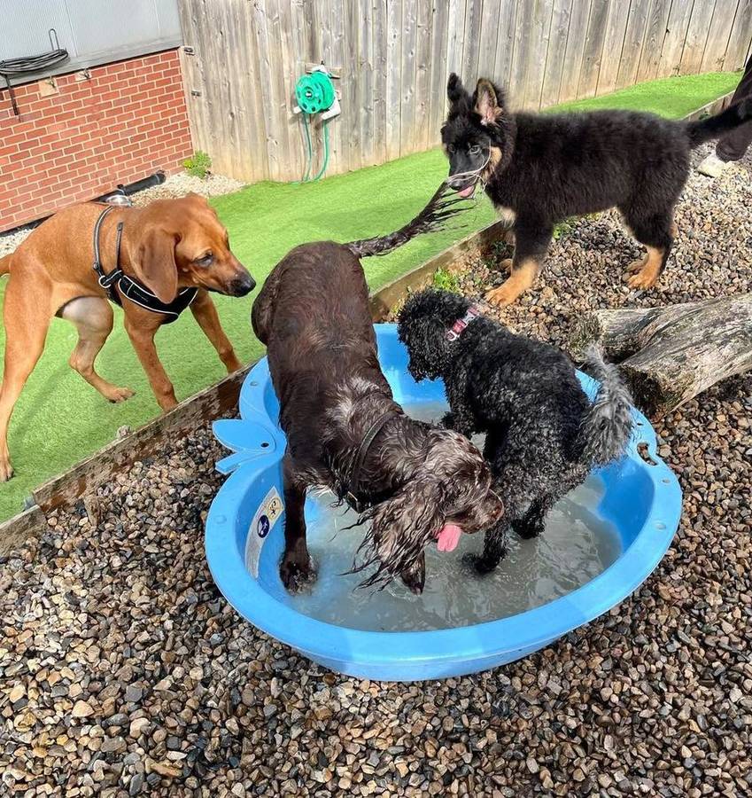 Dogs playing and cooling off in a paddling pool in the outdoor paddock