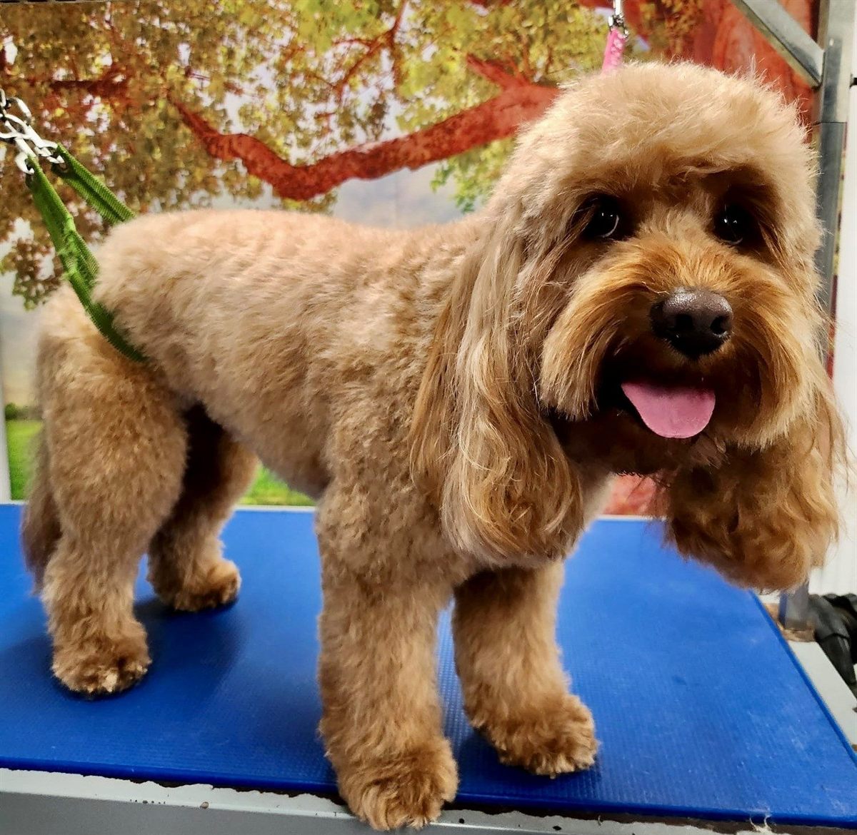 A freshly groomed cavapoo standing on the grooming table
