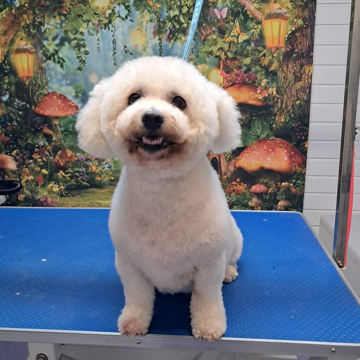 A white bichon sitting on a grooming table