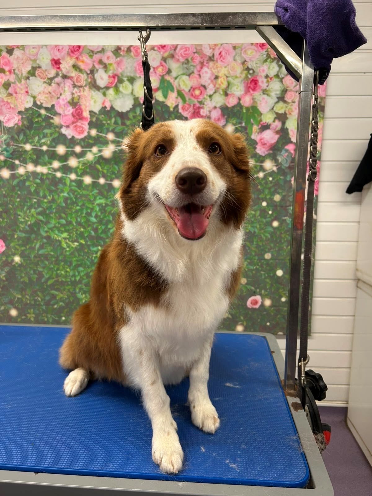A black, white and tan collie sitting on the grooming table after a groom