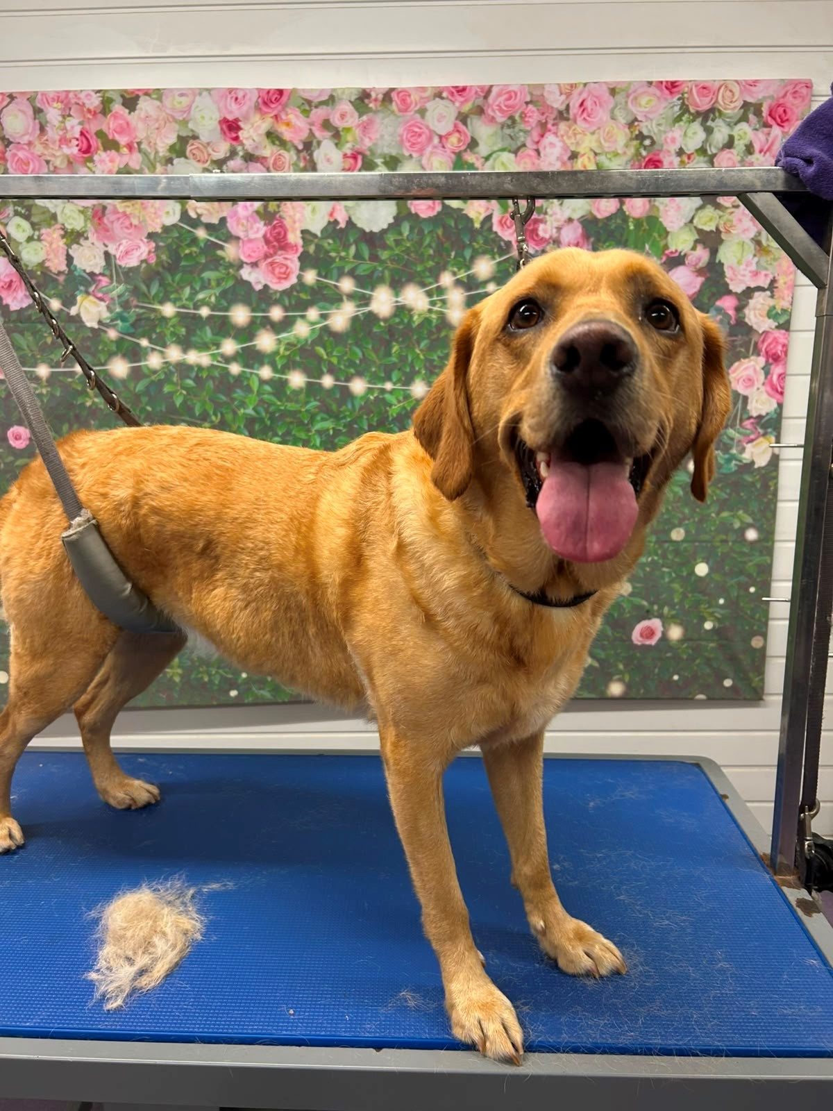 A golden dog on a grooming table