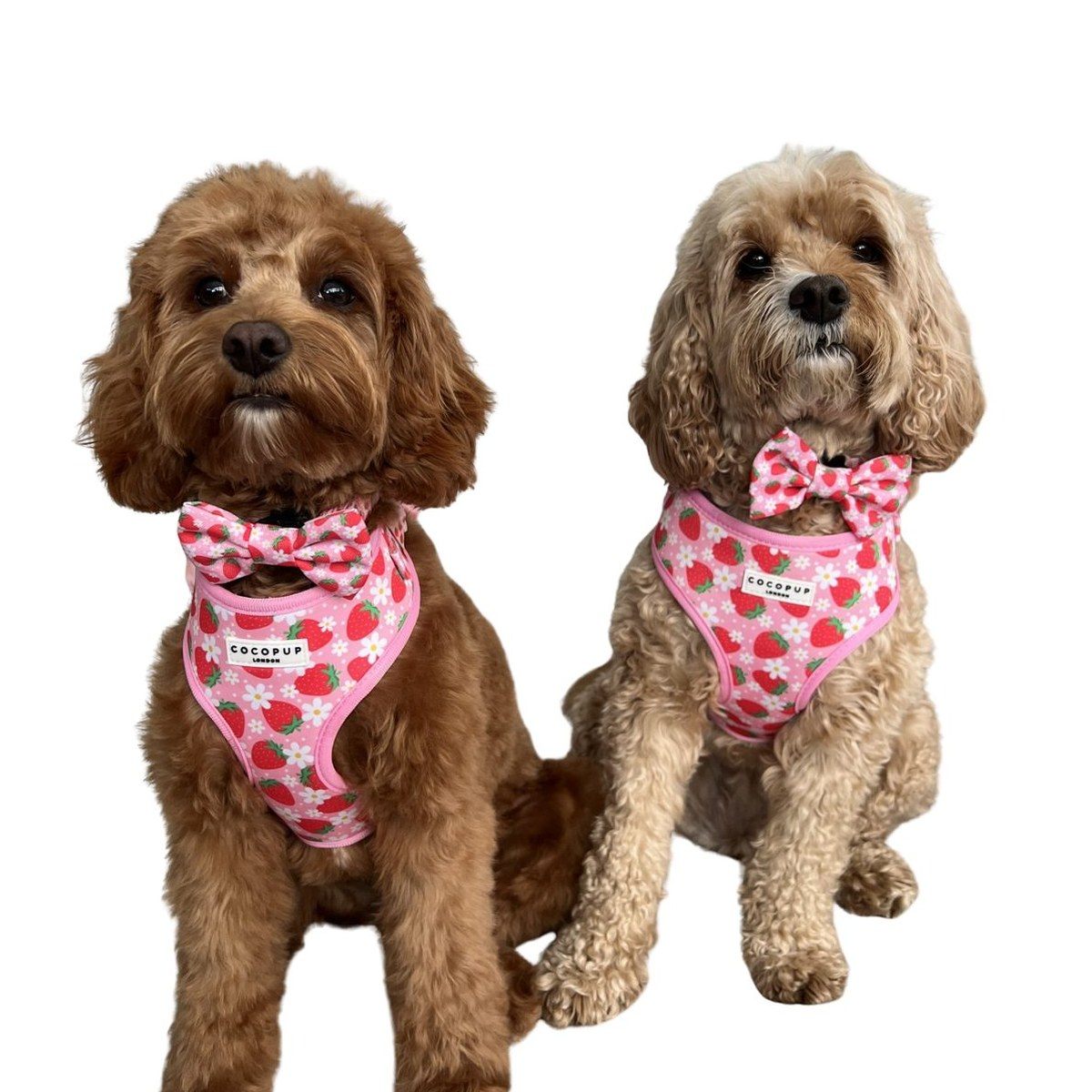 Two cavapoo dogs sitting together in matching pink strawberry harnesses and bows