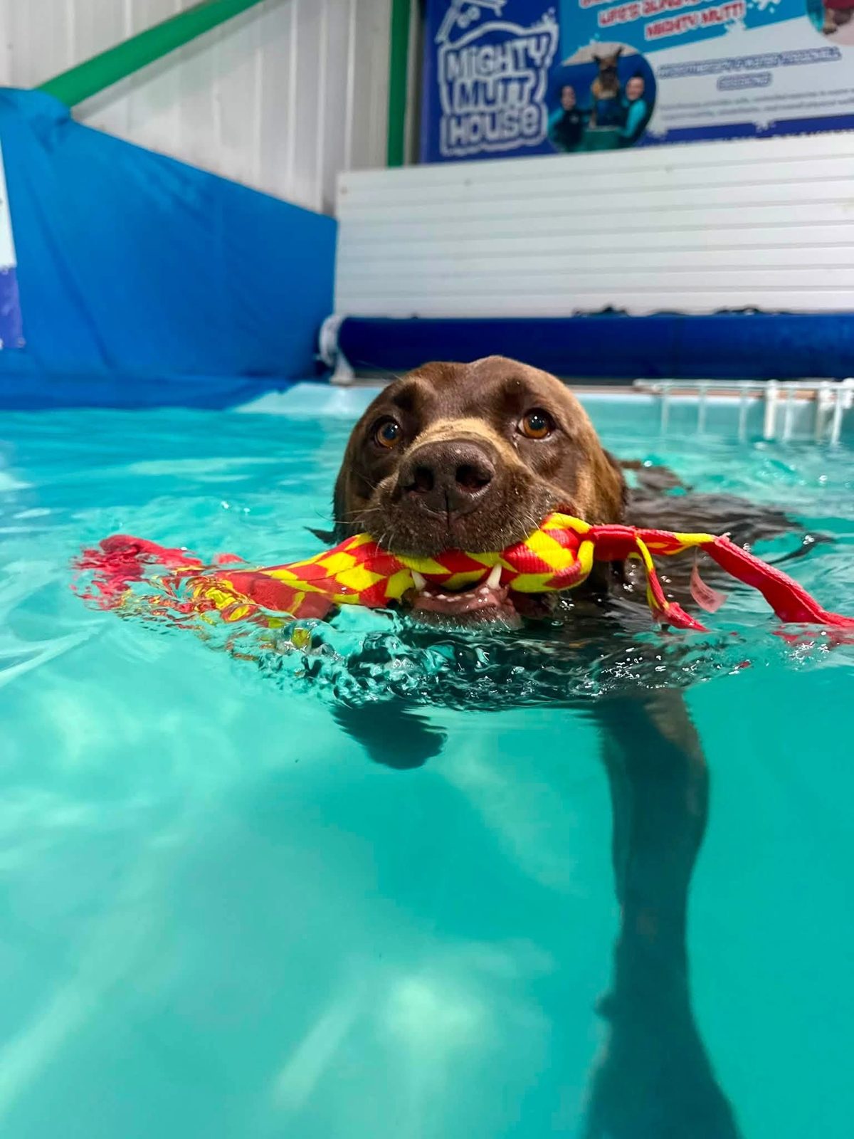 A chocolate Labrador swimming with a toy in its mouth