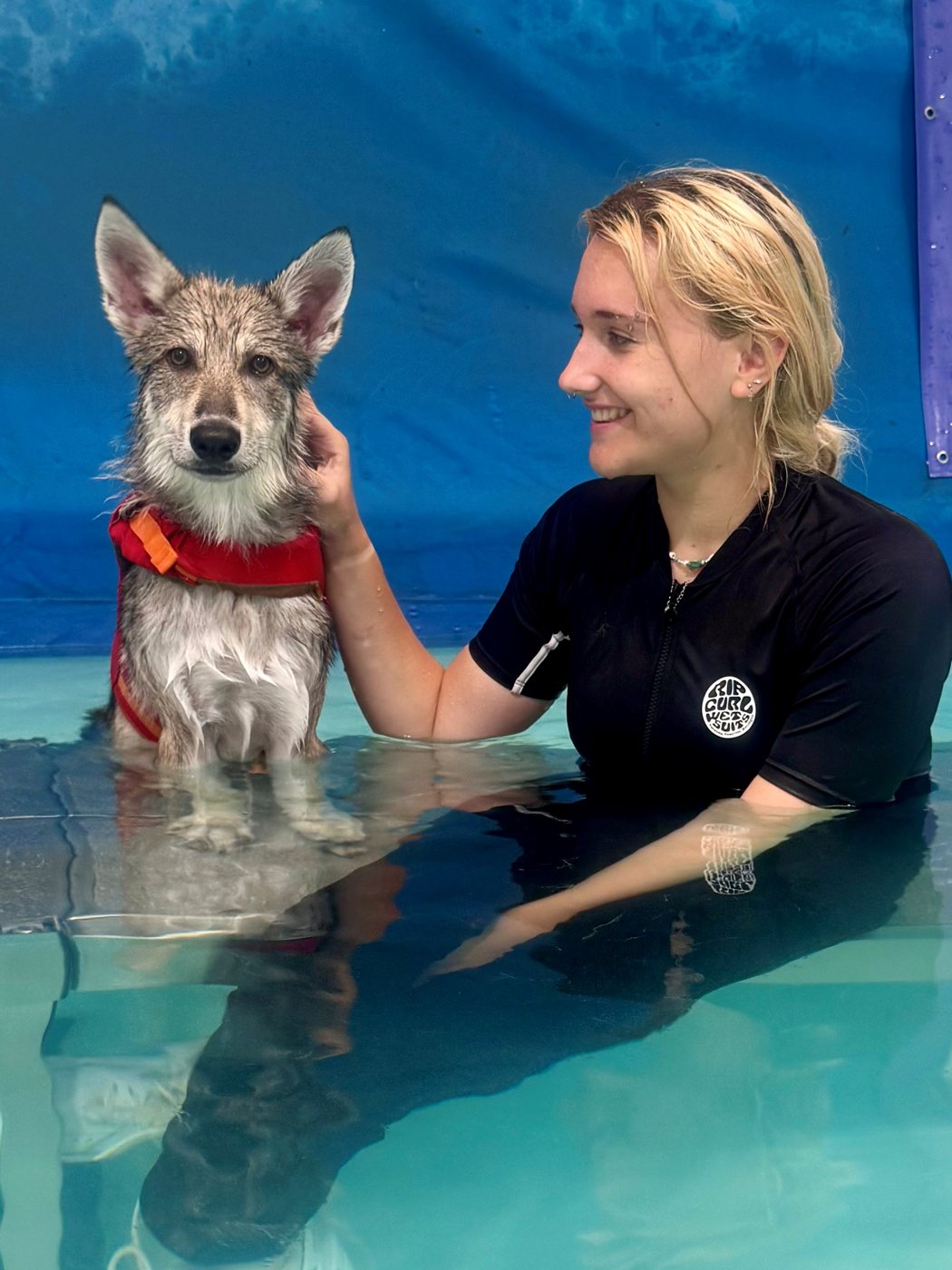 A smiling member of the hydrotherapy team in the pool with a young husky-type dog in a red life jacket