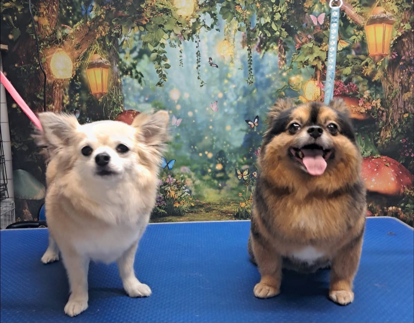 Two small freshly groomed dogs side by side on the grooming table