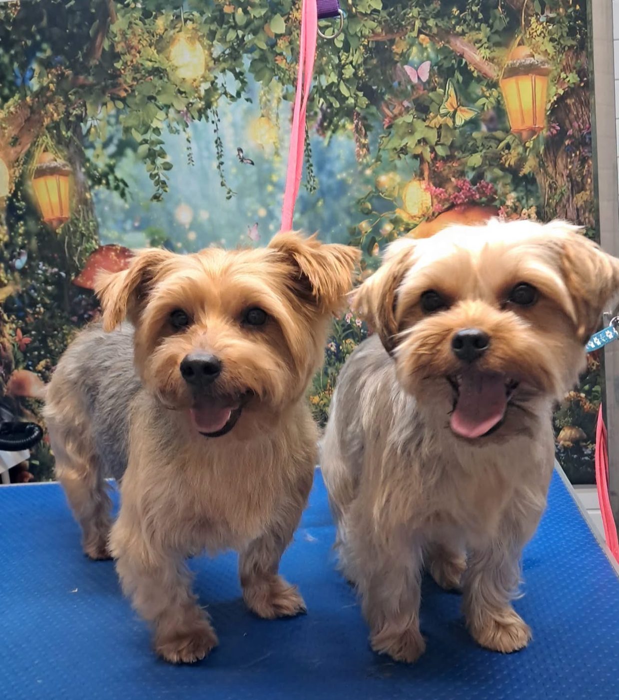 Two freshly groomed Yorkshire terriers side by side on the grooming table