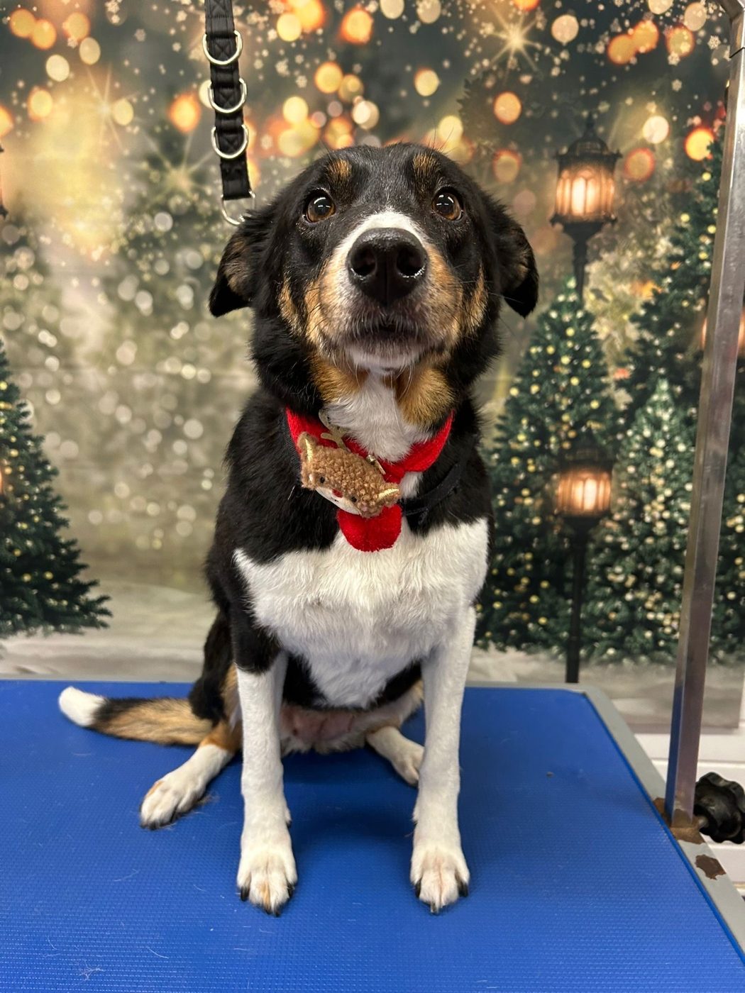 A black, white and tan dog with a red collar sitting on the grooming table after a groom